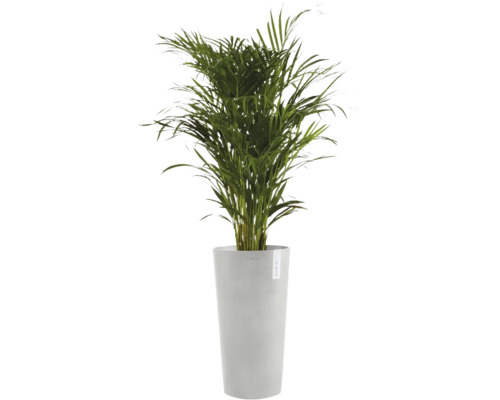 Goudpalm in hoge, grijze ECOPOTS plantenbak.