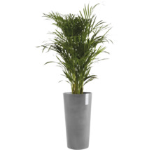 Goudpalm in een hoge grijze plantenpot van het merk Ecopots.