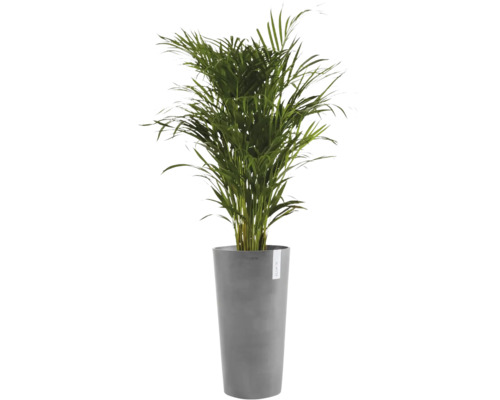 Goudpalm in een hoge grijze plantenpot van het merk Ecopots.