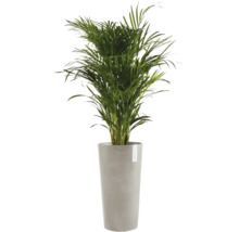 Goudpalm kamerplant Areca in een hoge grijze plantenbak van Ecopots.