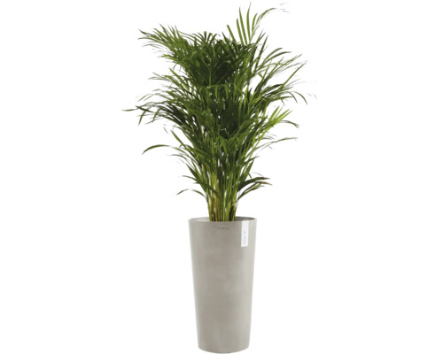 Goudpalm kamerplant Areca in een hoge grijze plantenbak van Ecopots.