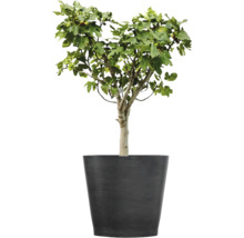Vijgenboom met groene bladeren en kleine vruchten in een grote donkergrijze plantenbak.