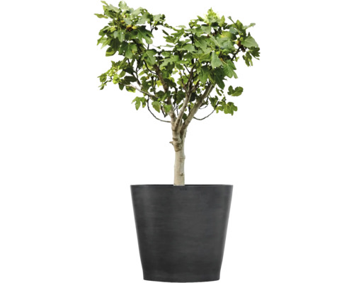 Vijgenboom met groene bladeren en kleine vruchten in een grote donkergrijze plantenbak.