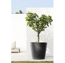 Grote antracietkleurige plantenbak met een vijgenboom op een licht terras met houten vlonder en witte muur.
