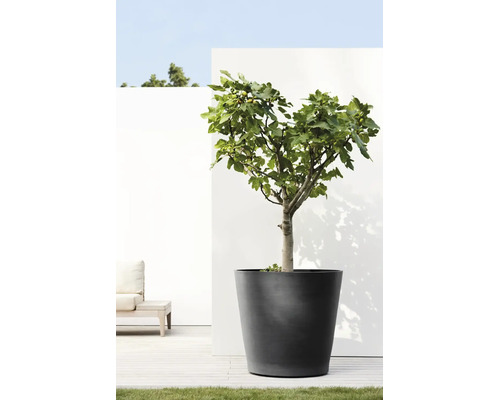 Grote antracietkleurige plantenbak met een vijgenboom op een licht terras met houten vlonder en witte muur.