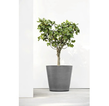 Grijze ronde plantenbak in conische vorm met een vijgenboom.
