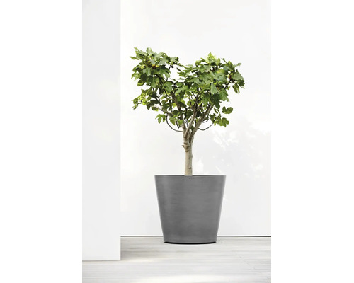 Grijze ronde plantenbak in conische vorm met een vijgenboom.