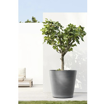 Een vijgenboom in een grote grijze plantenbak op een modern licht terras voor een witte muur.