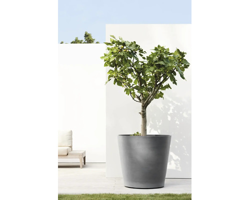 Een vijgenboom in een grote grijze plantenbak op een modern licht terras voor een witte muur.