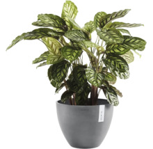 Calathea kamerplant in een grijze ronde kunststof pot van Ecopots.