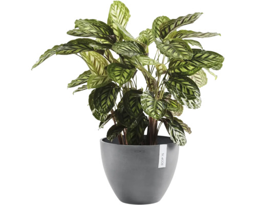 Calathea kamerplant in een grijze ronde kunststof pot van Ecopots.
