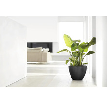 Groene kamerplant in een zwarte bloempot in een lichte, modern ingerichte woonkamer.