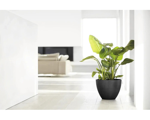 Groene kamerplant in een zwarte bloempot in een lichte, modern ingerichte woonkamer.
