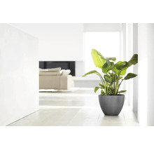 Grote kamerplant in een donkergrijze, ronde plantenbak in een lichte, modern ingerichte woonkamer met een witte vloer.