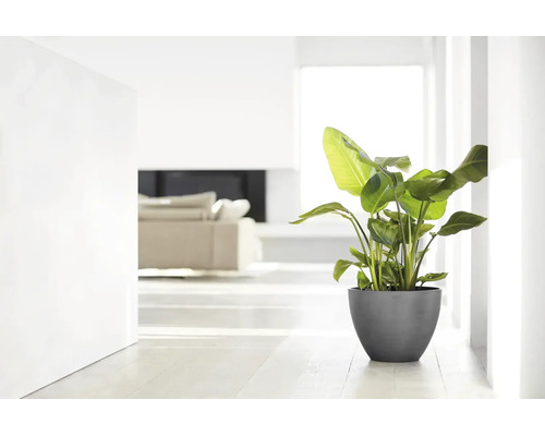 Grote kamerplant in een donkergrijze, ronde plantenbak in een lichte, modern ingerichte woonkamer met een witte vloer.