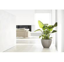 Kamerplant in een ronde bloempot in een lichte, minimalistische woonkamer.