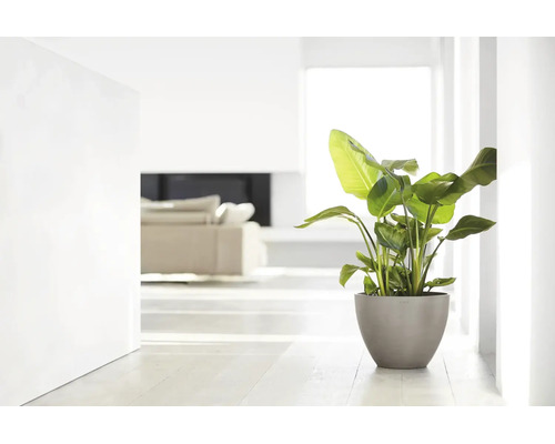 Kamerplant in een ronde bloempot in een lichte, minimalistische woonkamer.