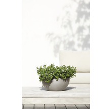 Grijze ronde plantschaal met een groen bloeiende plant op een lichte houten tafel buiten.