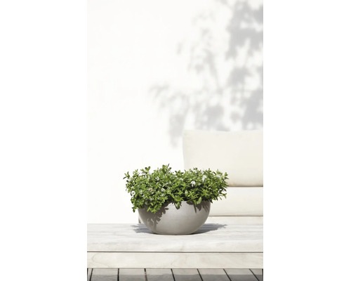 Grijze ronde plantschaal met een groen bloeiende plant op een lichte houten tafel buiten.