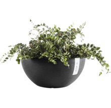 Groene kamerplant in een donkergrijze plantenschaal van Ecopots.