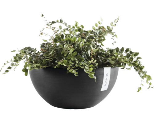 Groene kamerplant in een donkergrijze plantenschaal van Ecopots.