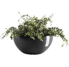 Ecopots plantenschaal met een groene varen kamerplant