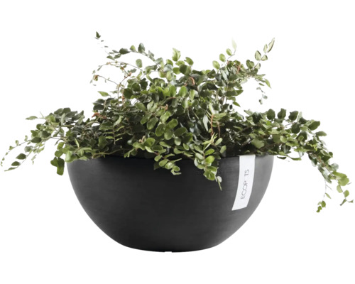 Ecopots plantenschaal met een groene varen kamerplant