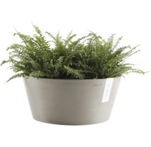 Varen in een ronde grijze bloempot van Ecopots.