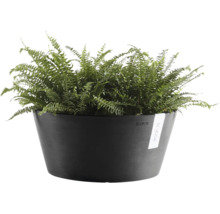 Antracietkleurige Ecopots plantenschaal van kunststof met groene varen.