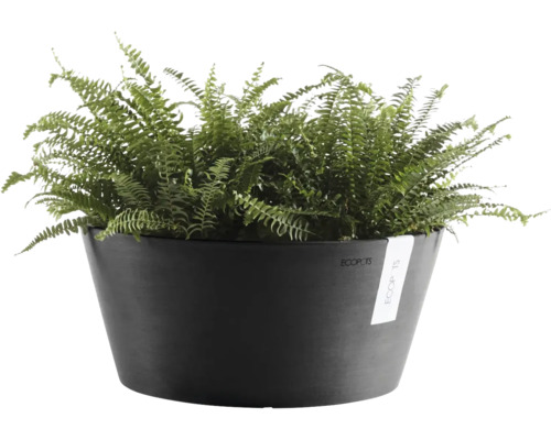 Antracietkleurige Ecopots plantenschaal van kunststof met groene varen.