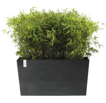 Dichte groene bamboe in een grote donkergrijze rechthoekige plantenbak voor in de tuin of op het terras.