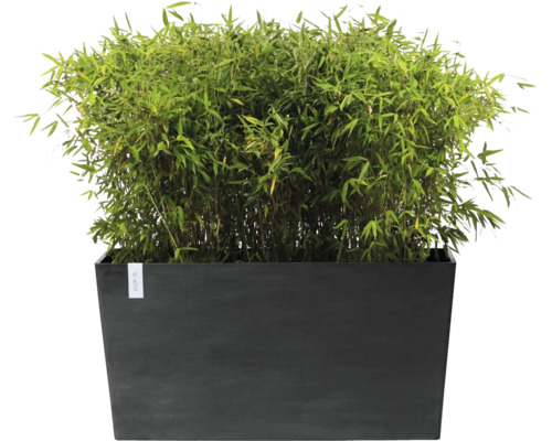 Dichte groene bamboe in een grote donkergrijze rechthoekige plantenbak voor in de tuin of op het terras.