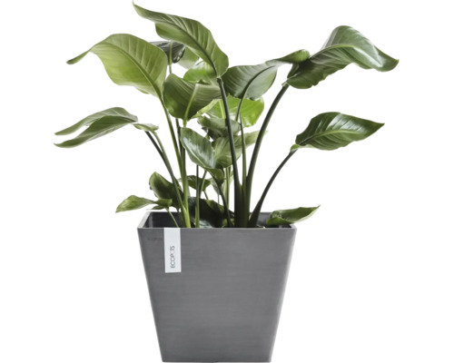 Strelitzia kamerplant in grijze vierkante Ecopots plantenbak.