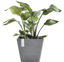 Kamerplant Strelitzia in een grijze, vierkante Ecopots bloempot met grote groene bladeren.