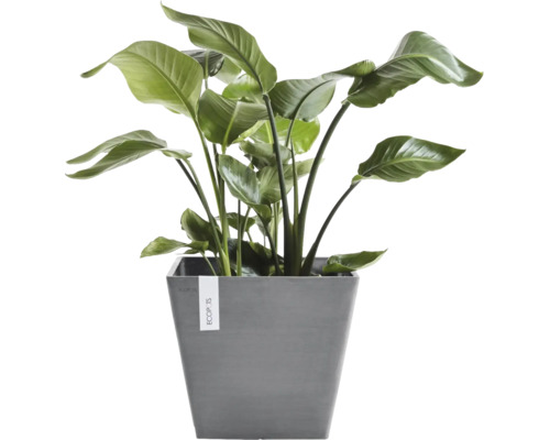 Kamerplant Strelitzia in een grijze, vierkante Ecopots bloempot met grote groene bladeren.