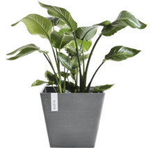 Groene Strelitzia kamerplant in een grijze, vierkante Ecopots bloempot.