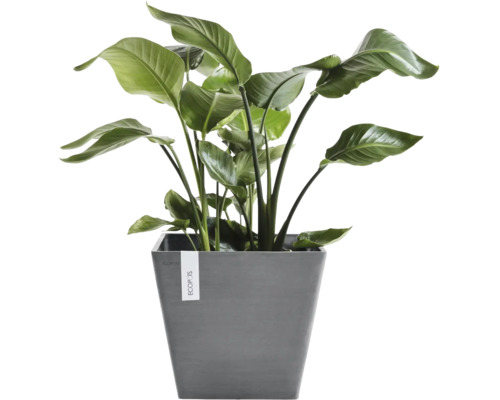 Groene Strelitzia kamerplant in een grijze, vierkante Ecopots bloempot.