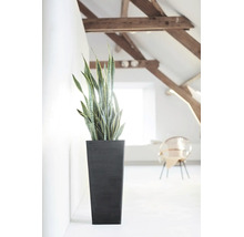 Sansevieria in een hoge, donkere plantenbak in een lichte, modern ingerichte kamer met houten balken aan het plafond.