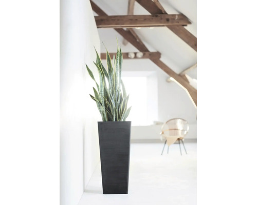 Sansevieria in een hoge, donkere plantenbak in een lichte, modern ingerichte kamer met houten balken aan het plafond.