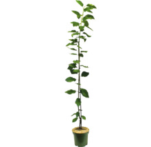 Appelboom zaailing in pot