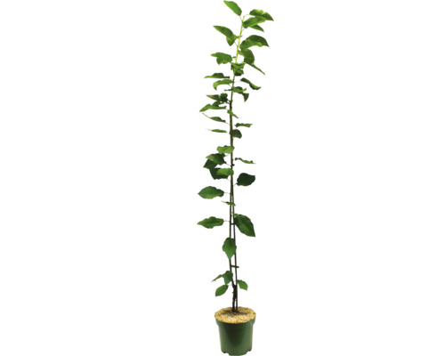 Appelboom zaailing in pot