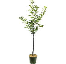 Jonge boom in pot met groene bladeren.