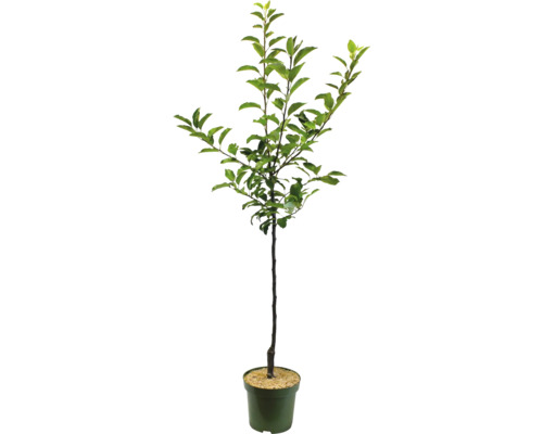 Jonge boom in pot met groene bladeren.