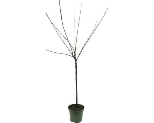 Loofboom zonder bladeren in pot