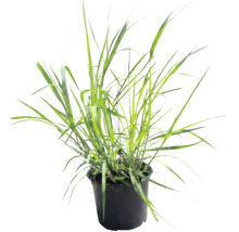Gras in pot