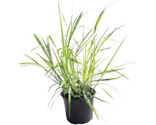 FLORASELF® Prachtriet Miscanthus sinensis 'Giganteus' potmaat Ø27 cm Gras in pot