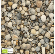 Close-up van schelpen van verschillende grootte