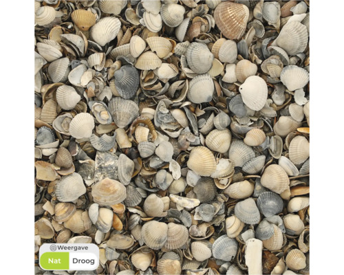 Close-up van schelpen van verschillende grootte