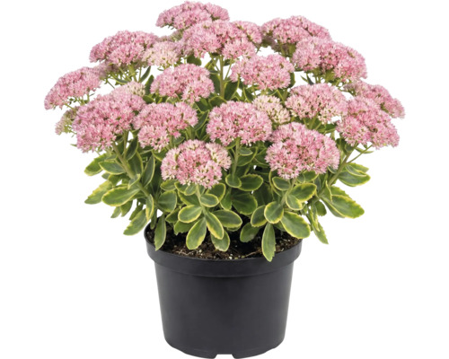 Vetkruid in zwarte plantenpot met roze bloemschermen