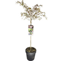 Japanse sierkers 'Kojou-no-mai' in pot